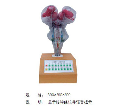 語音提示電動腦干模型