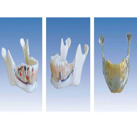 下頜骨解剖模型