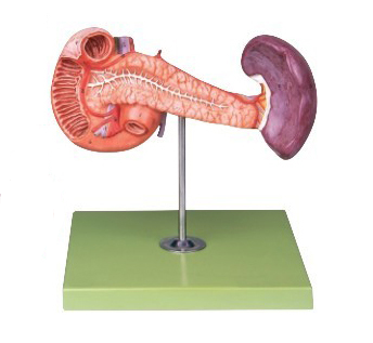 胰、十二指腸和脾模型