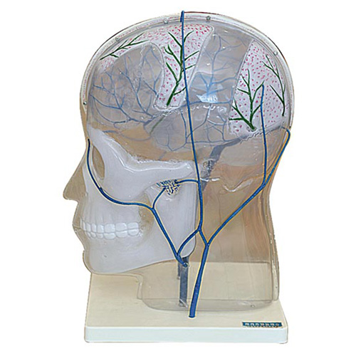 顱內(nèi)外靜脈吻合模型